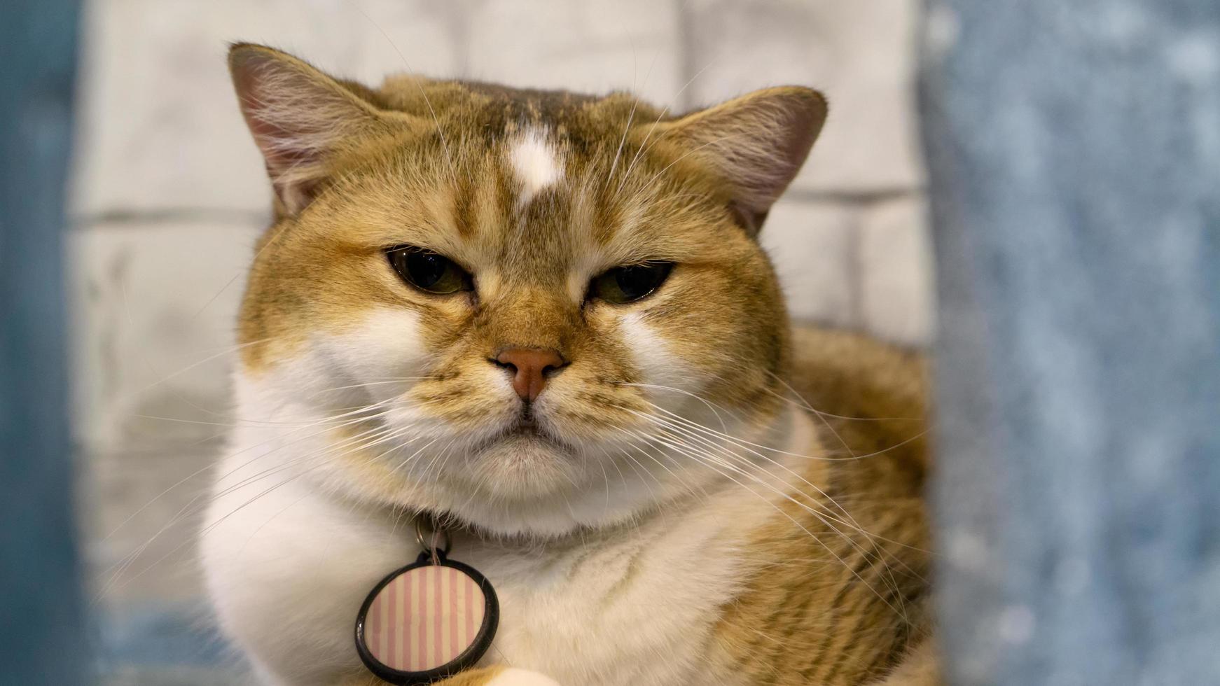 A beautiful domestic cat is resting in a light warm room, a gray Shorthair cat with green eyes looking at the camera photo