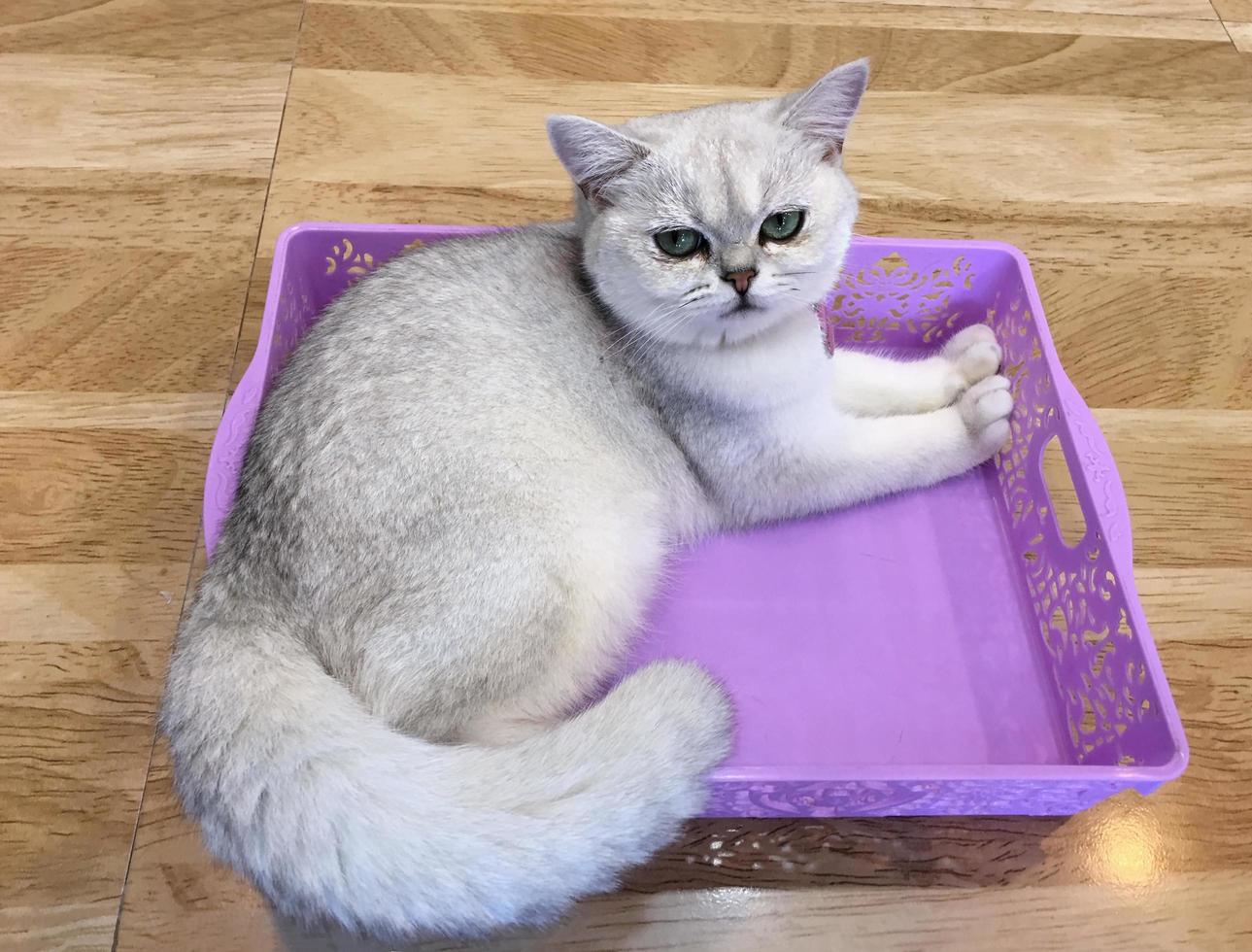 un hermoso gato doméstico descansa en una habitación cálida y luminosa, un gato gris de pelo corto con ojos verdes mirando la cámara foto