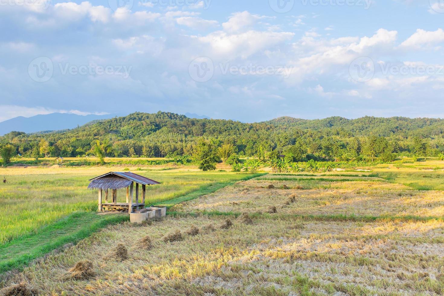 el campo de arroz dorado con una pequeña cabaña al aire libre tiene una gran montaña y un cielo azul como fondo. foto