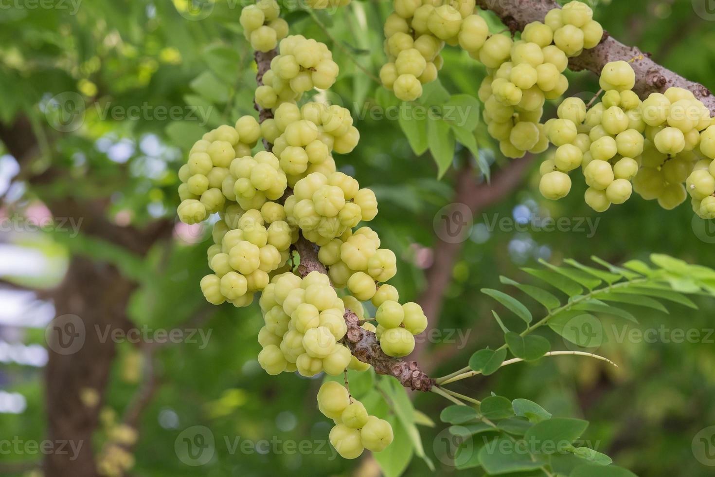 La grosella espinosa estrella es una planta perenne. tiene tamaño pequeño a mediano y sabor dulce, agrio y astringente, la fruta se vuelve suave cuando madura. es una fruta nativa del sur de asia y américa tropical. foto