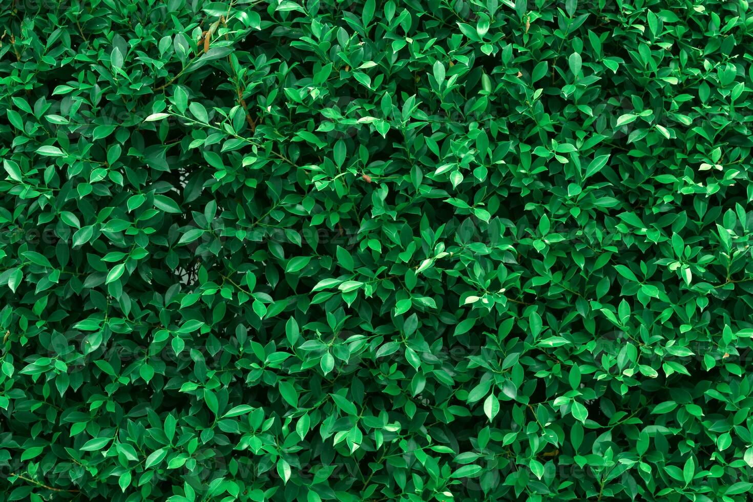 Dark green leaves textured. Concept nature for background and wallpaper photo