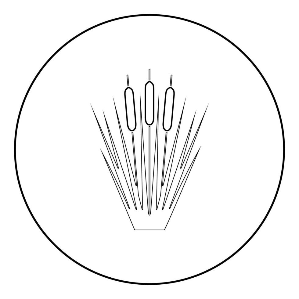 Reed Bulrush Reeds Club-rush ling Cane rush icon in circle round outline black color vector illustration flat style image