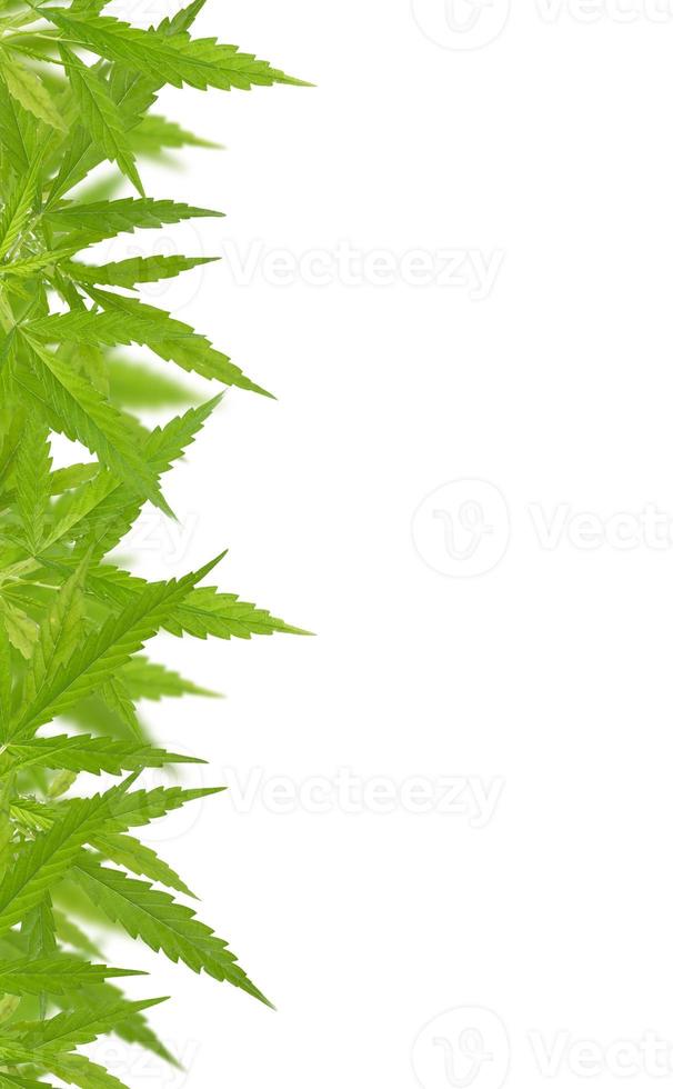 Bright green cannabis sativa leaf frame photo