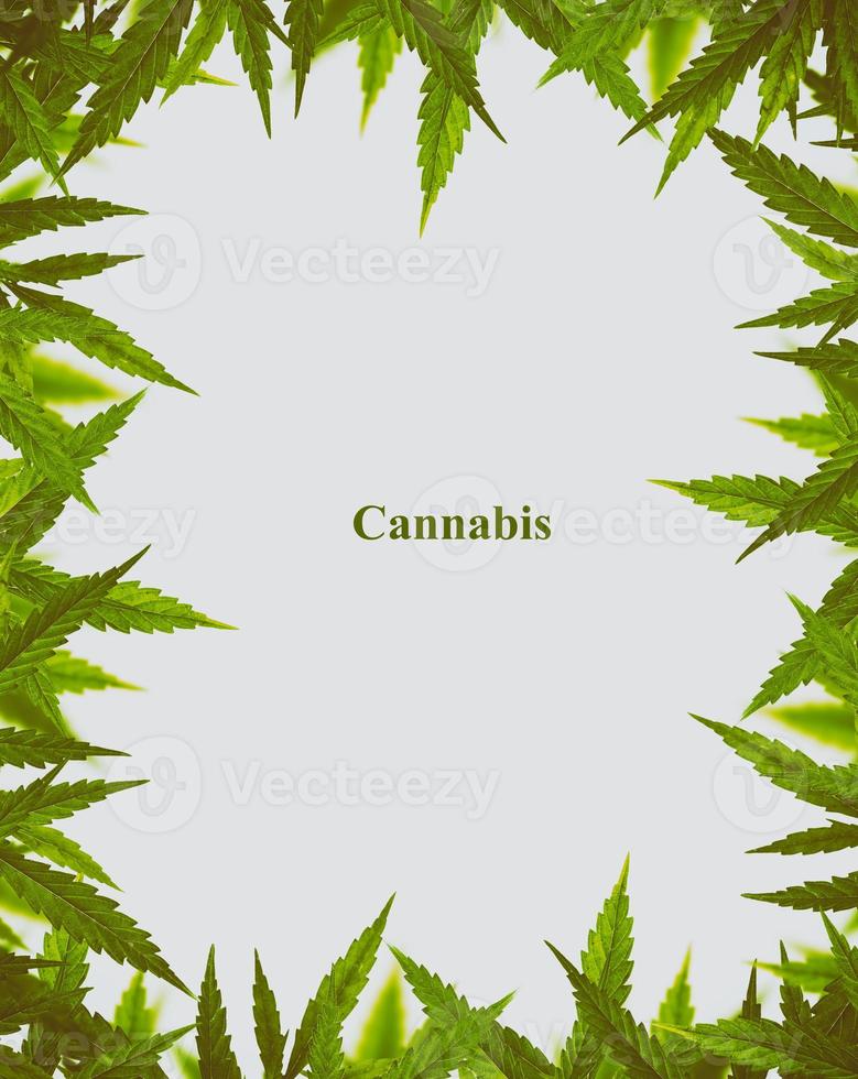 Bright green cannabis sativa leaf frame photo