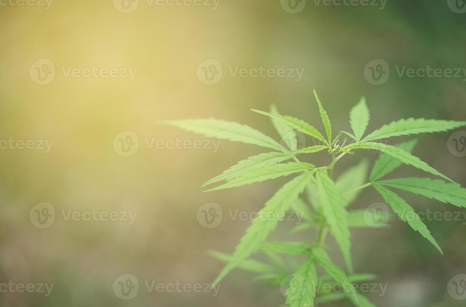 cannabis plants growing in the field photo