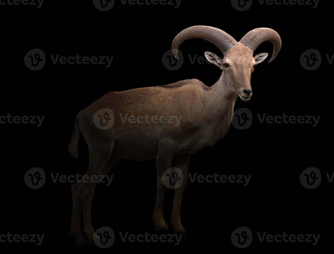 barbary sheep in the dark photo