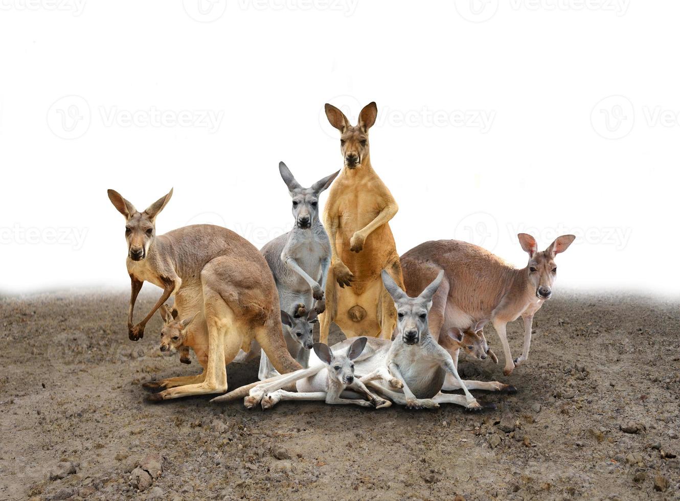 kangaroo standing on the ground photo