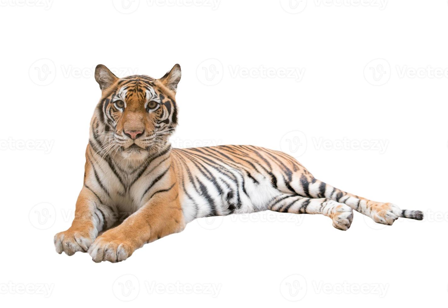 female bengal tiger isolated photo
