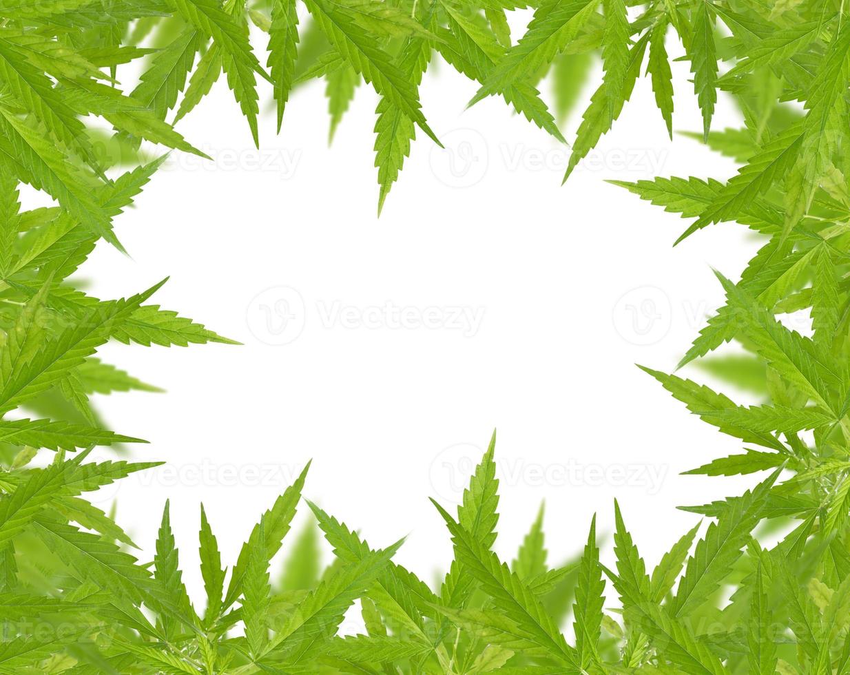 marco de hoja de cannabis sativa verde brillante foto