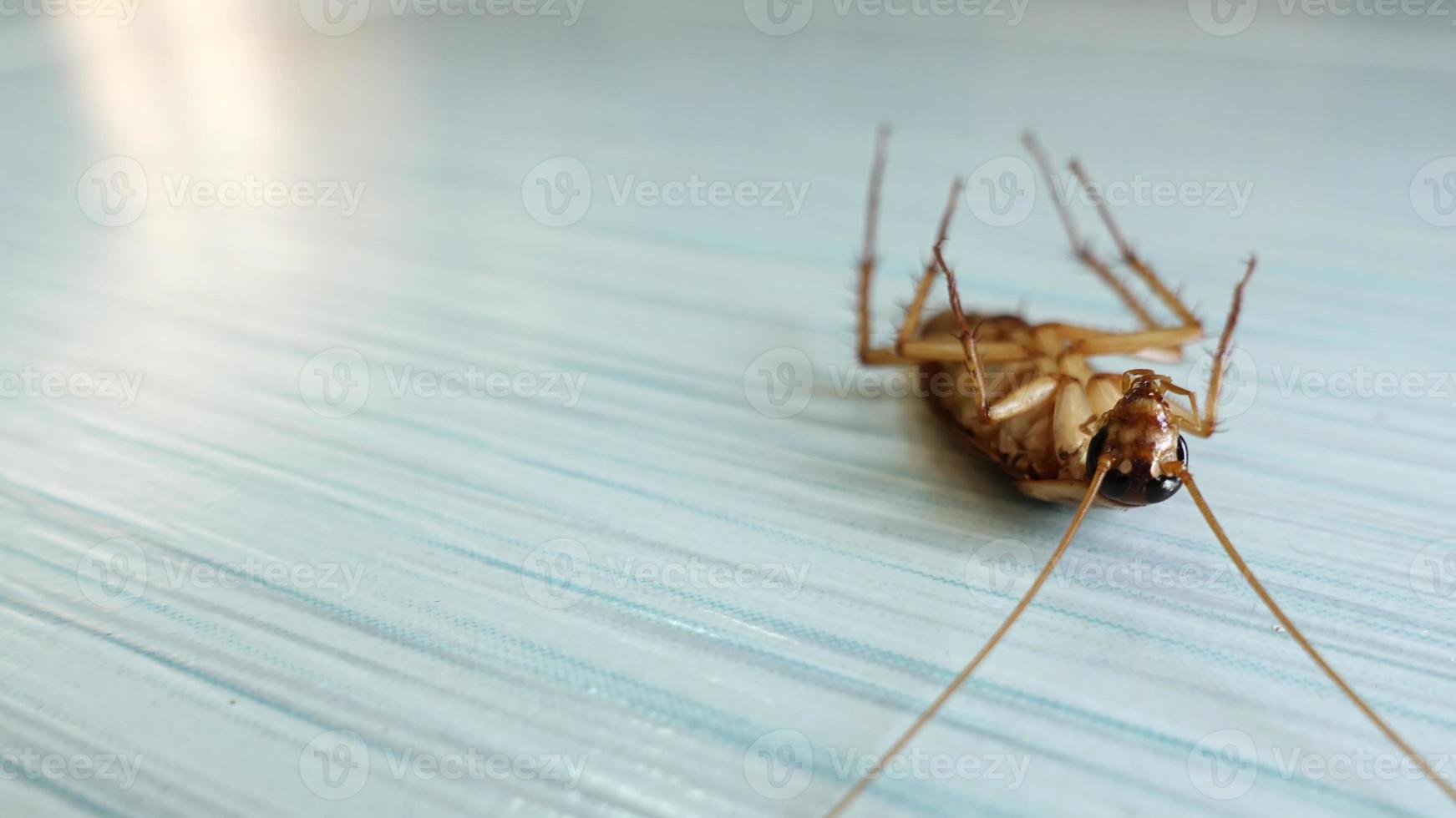 cucaracha muerta en el suelo foto