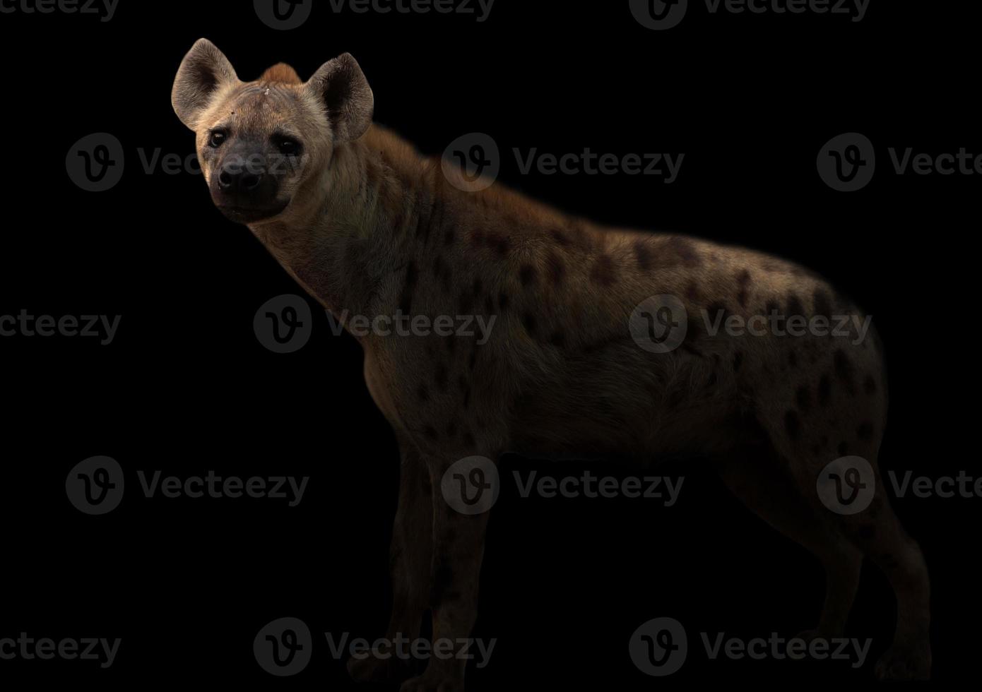 spotted hyena in the dark photo