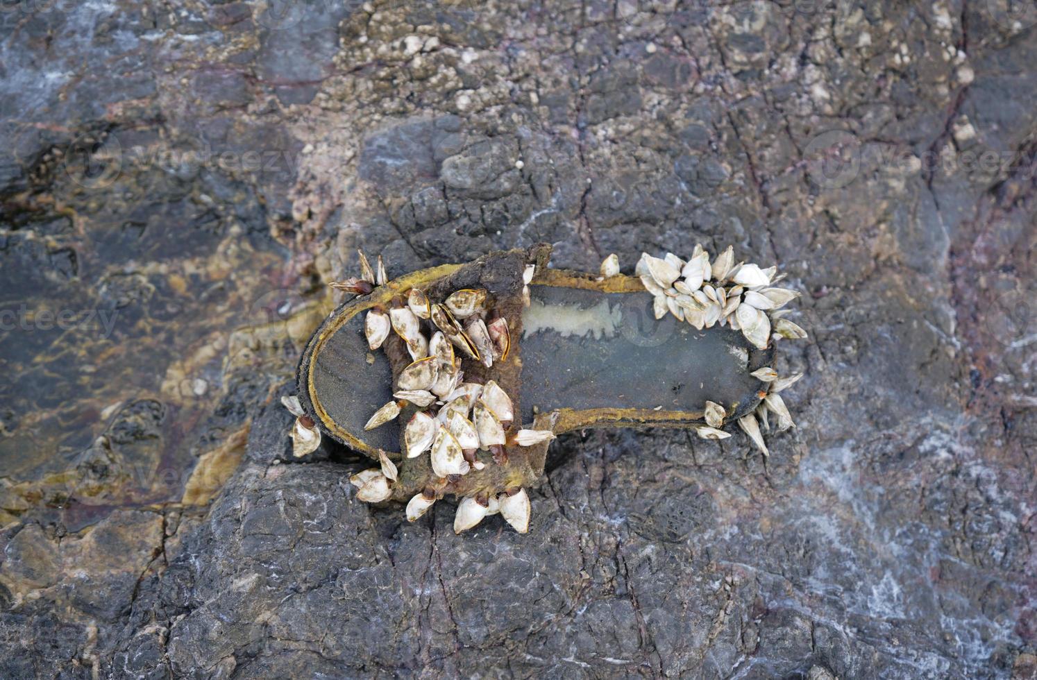 Slipper shoe covered with sea barnacles photo