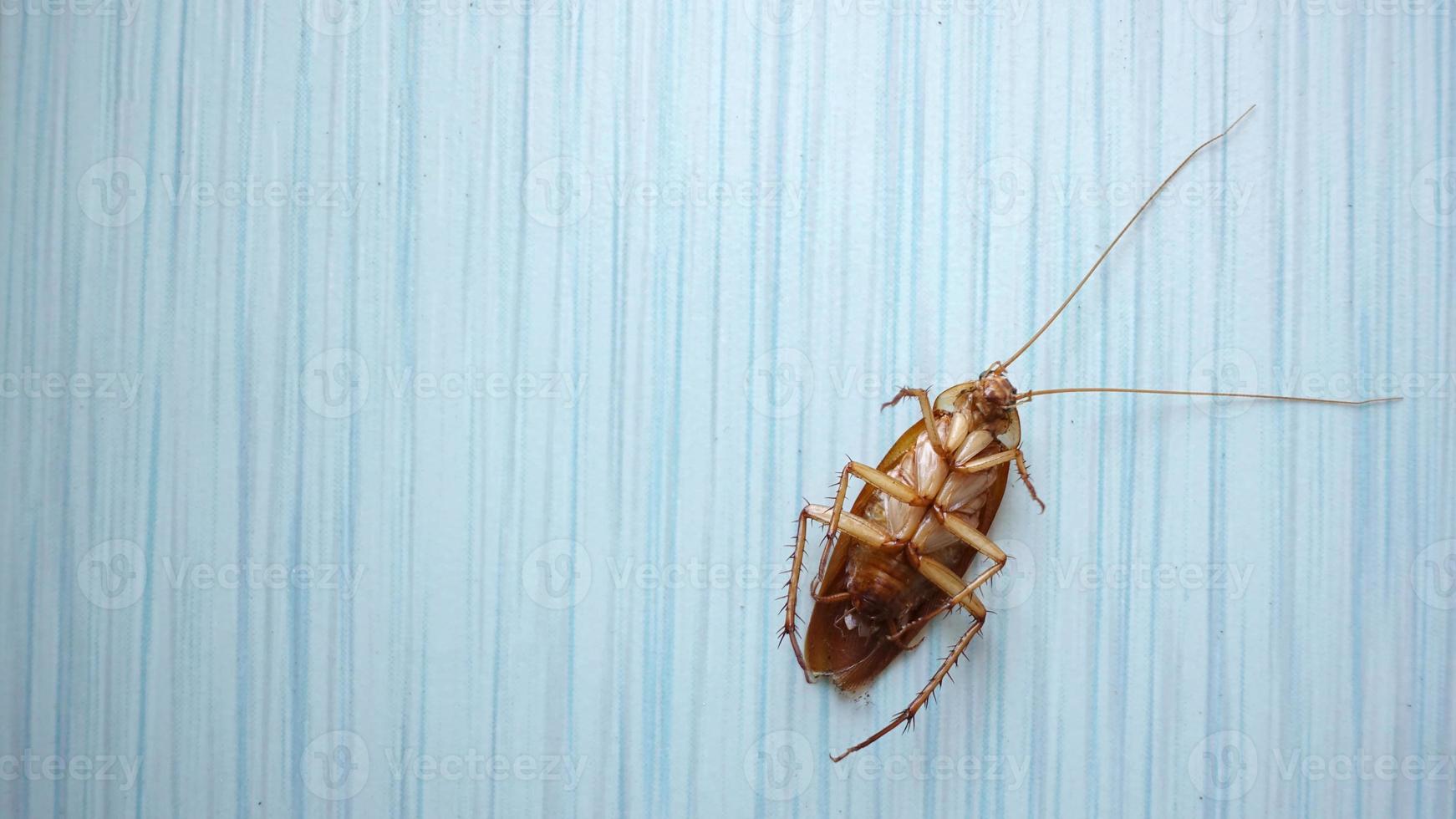 Dead cockroach on the floor photo