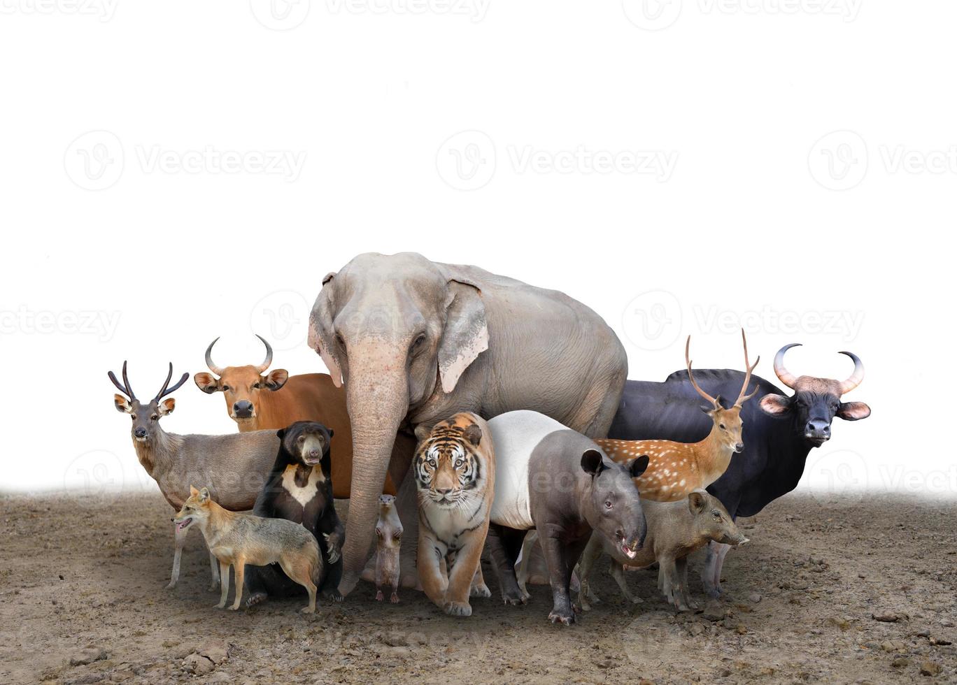 group of asia animals photo