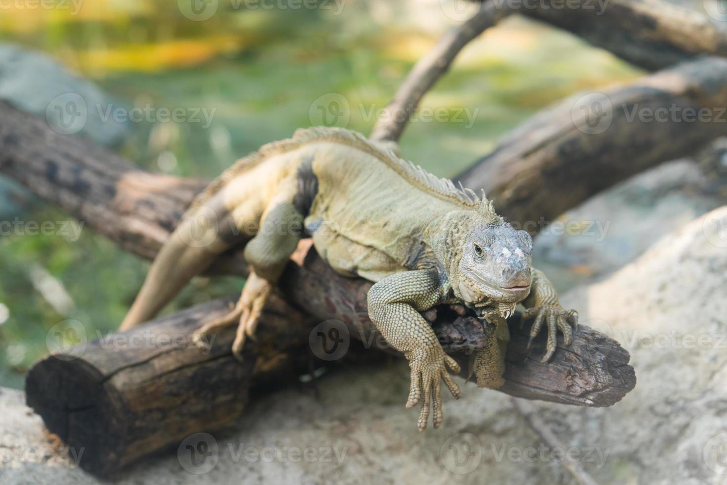 green iguana in zoo photo