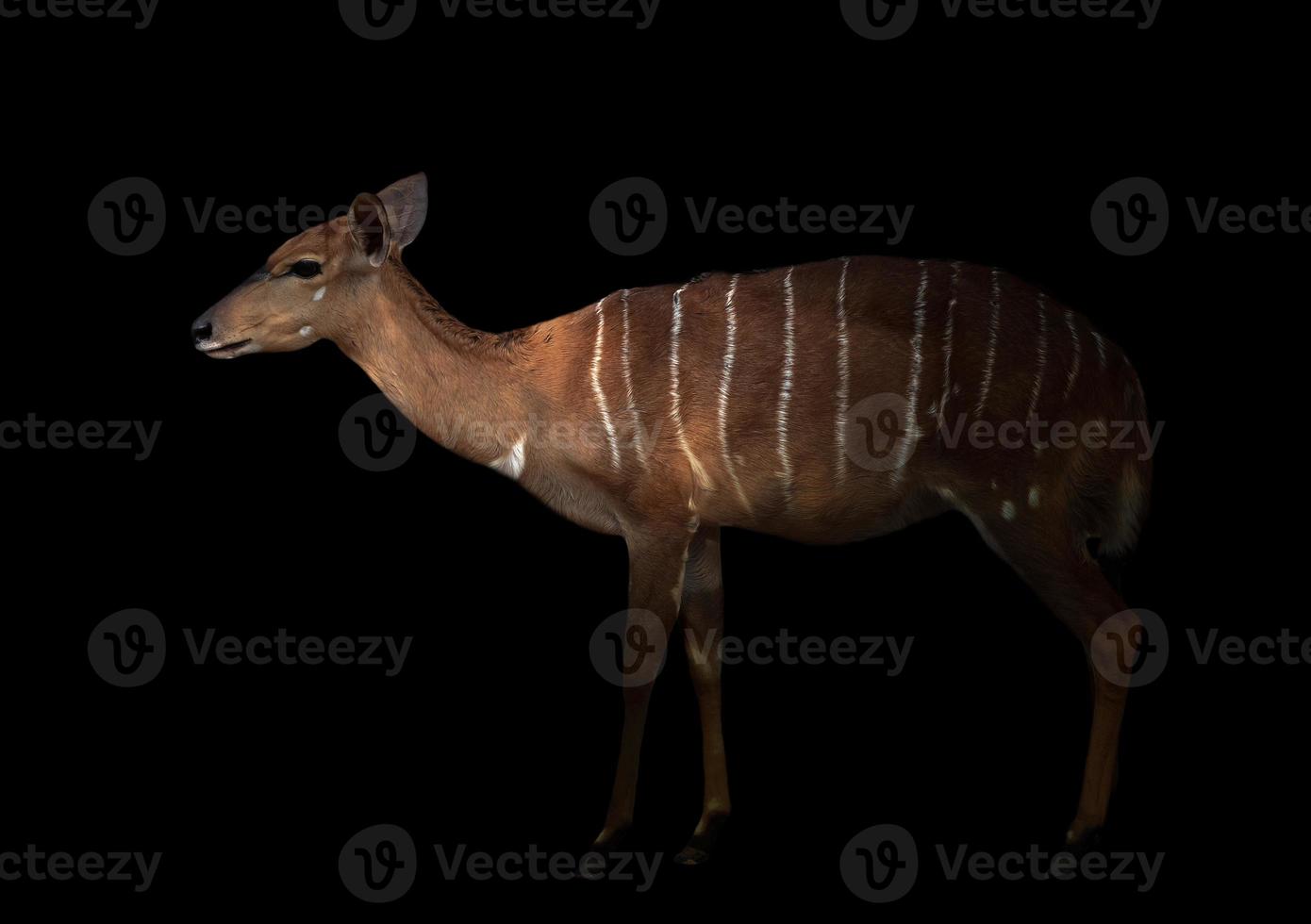 nyala de pie en la oscuridad foto