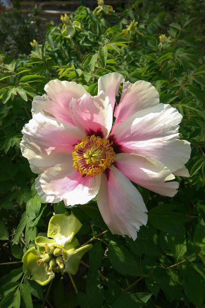 A huge pink flower of a decorative dog rose. photo