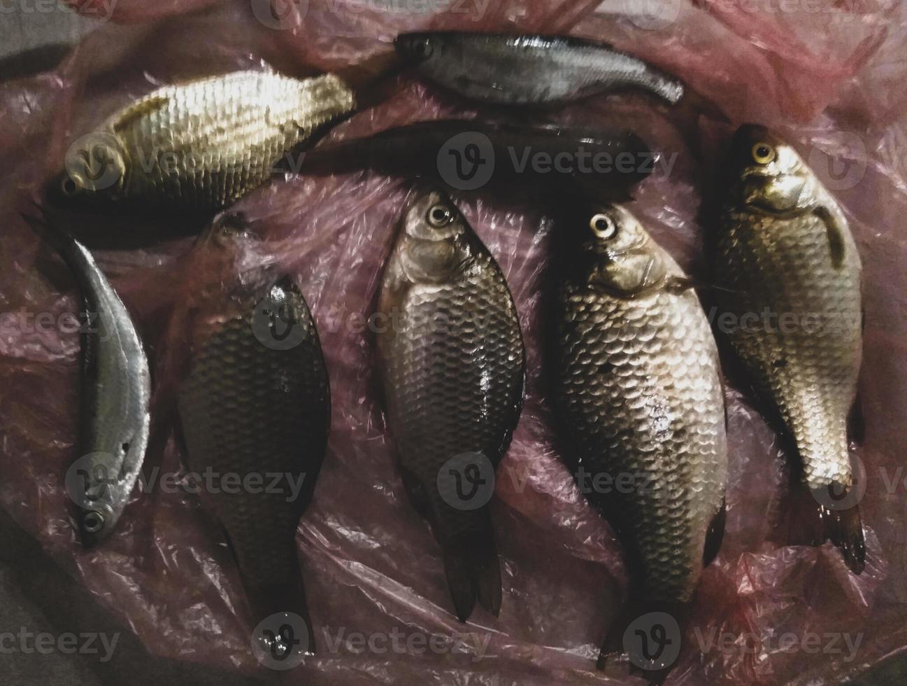 pescado recién capturado en la pesca amateur. pequeña captura para la cena foto