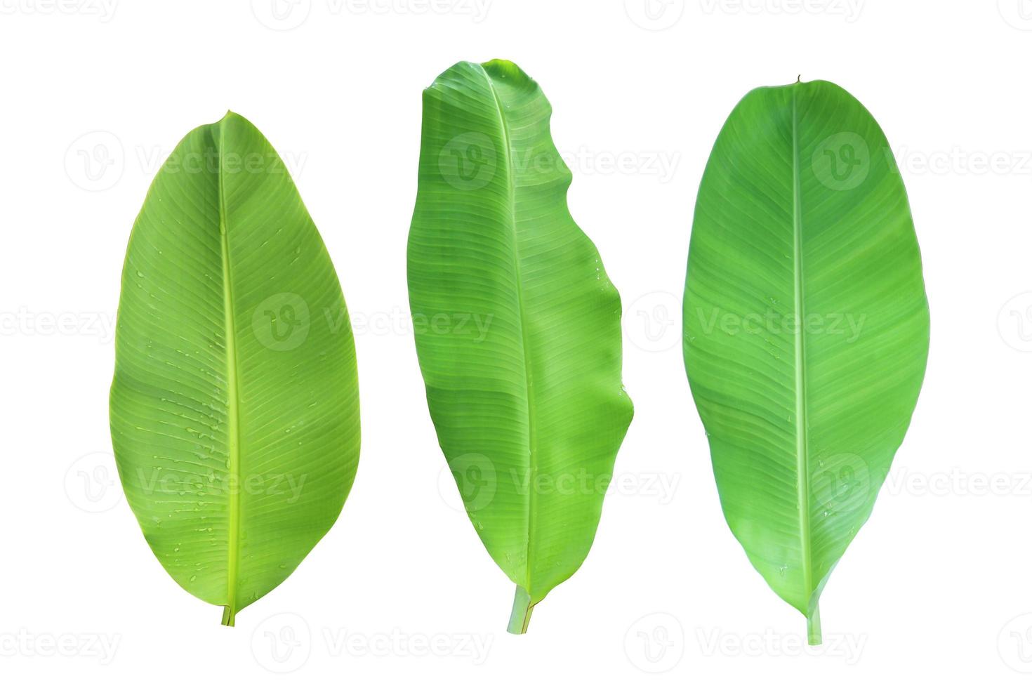 conjunto de hojas de plátano aisladas en un fondo blanco. foto