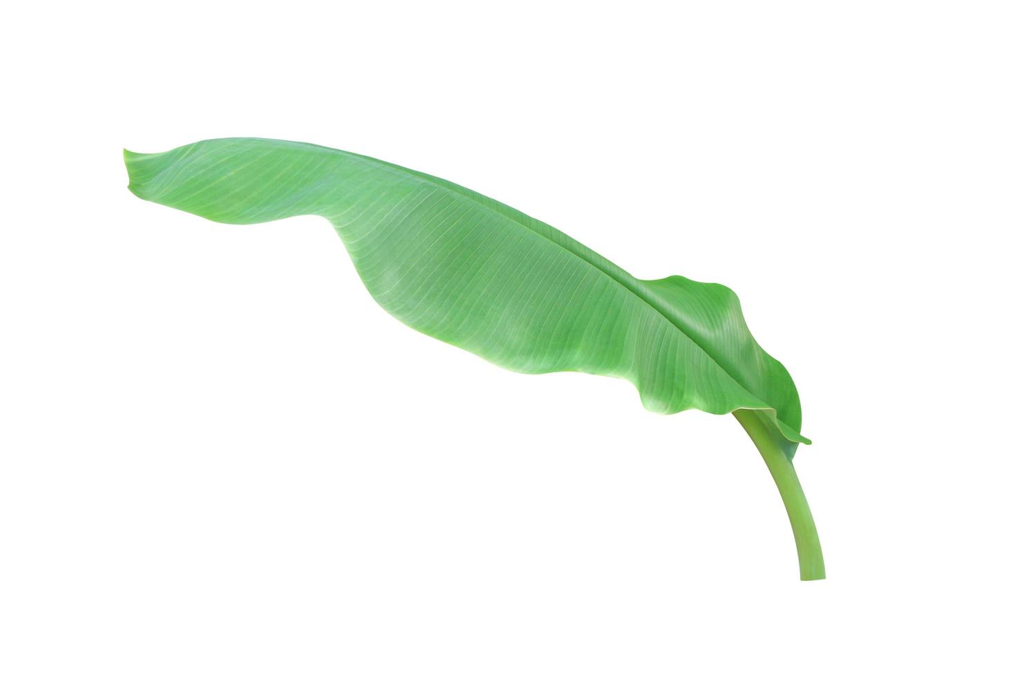 Banana leaf isolated on a white background with clipping path. photo