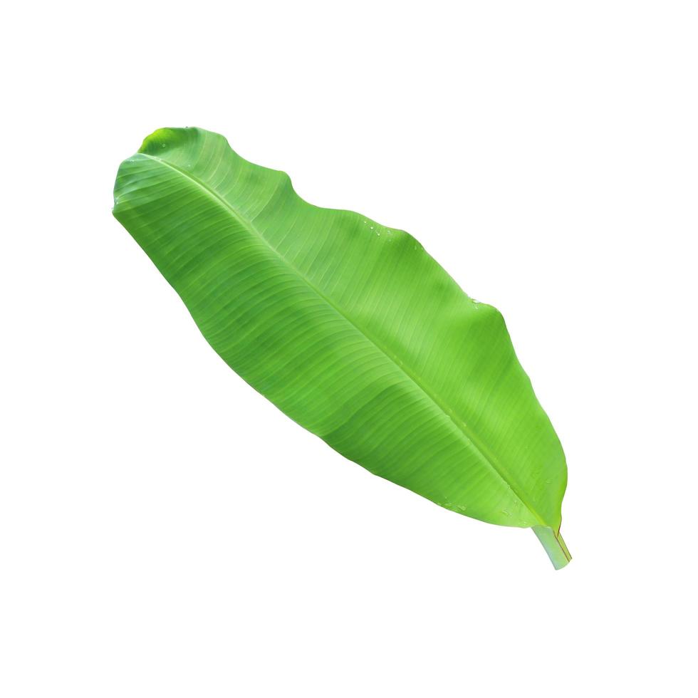 Banana leaf isolated on a white background with clipping path. photo