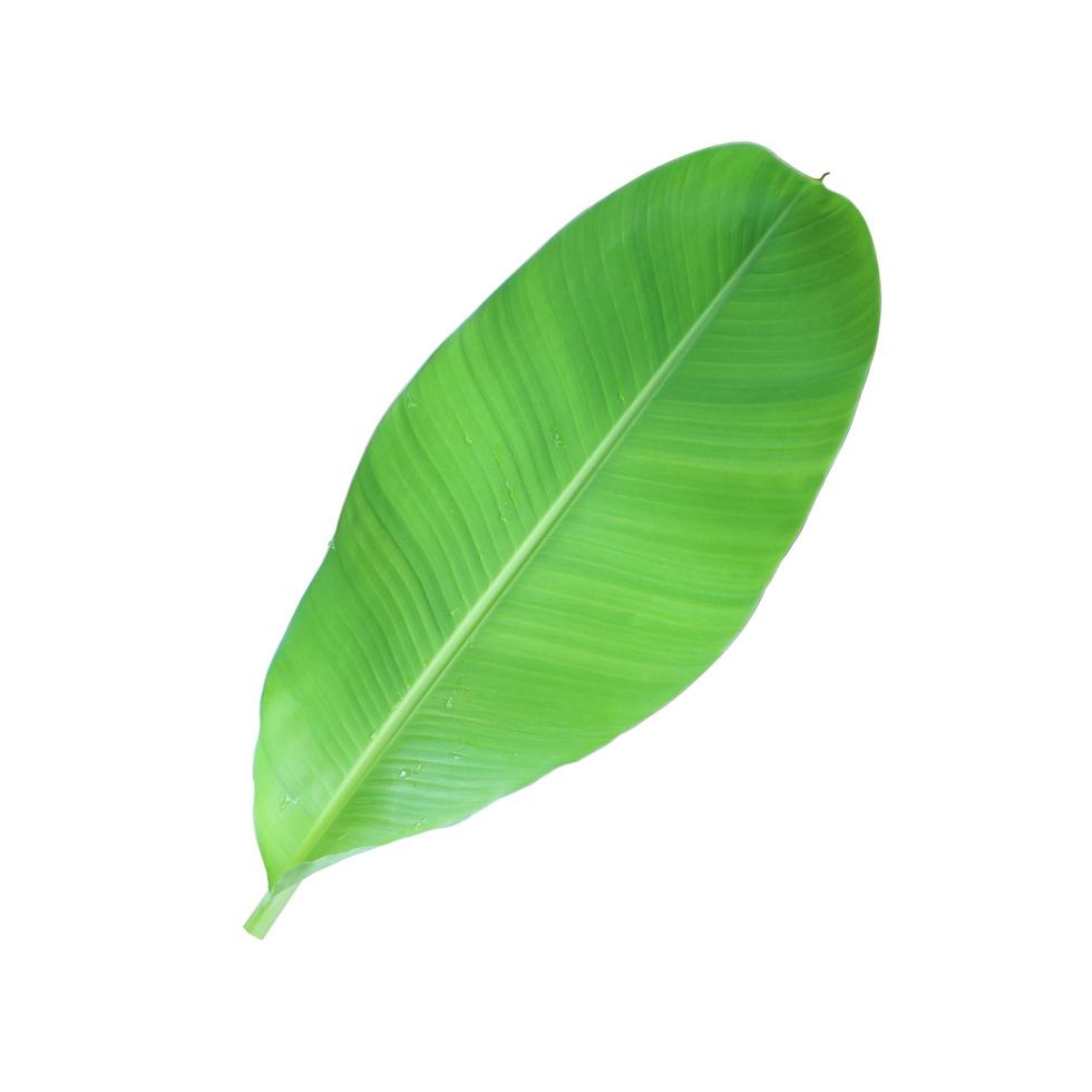 Banana leaf isolated on a white background with clipping path. photo