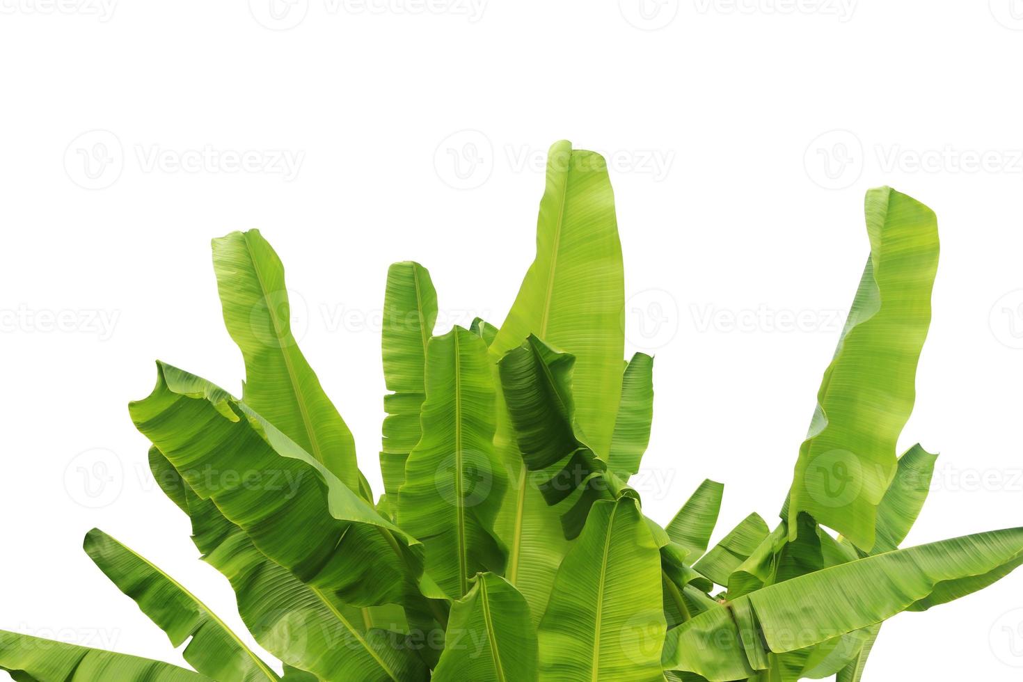 Banana leaf isolated on a white background with clipping path. photo