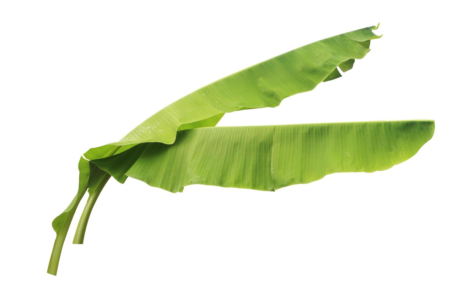 Banana leaf isolated on a white background with clipping path. photo
