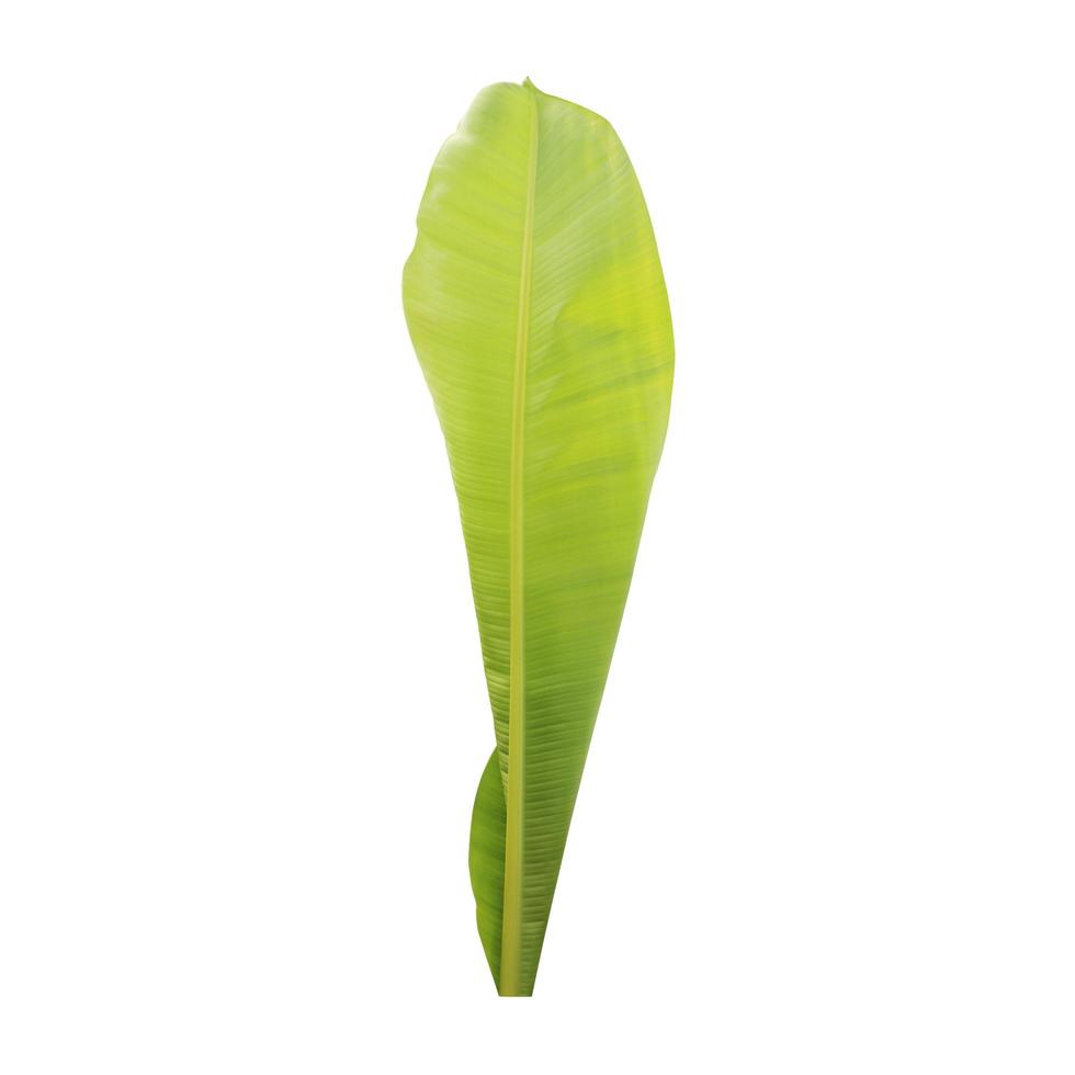 Banana leaf isolated on a white background with clipping path. photo
