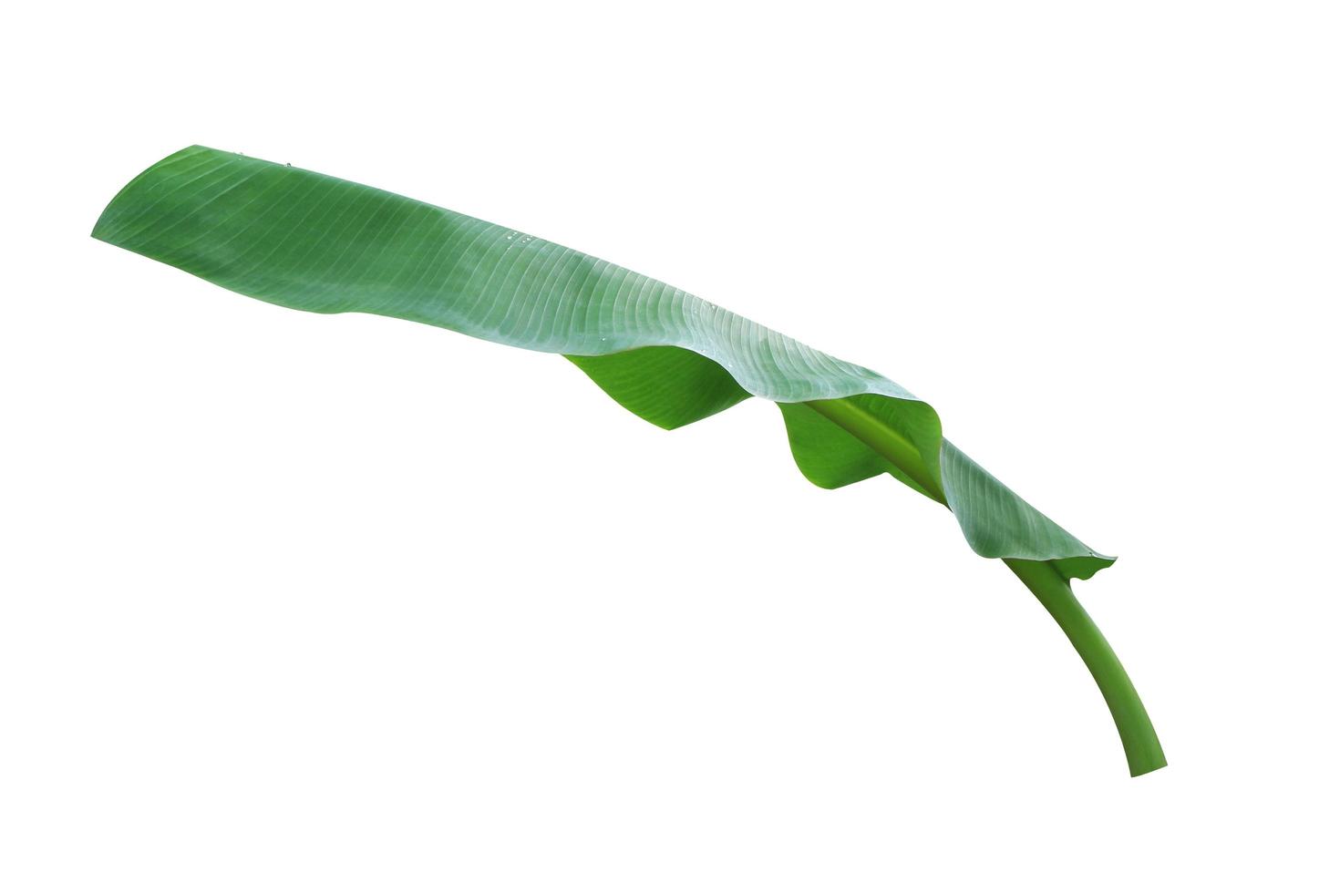 Banana leaf isolated on a white background with clipping path. photo