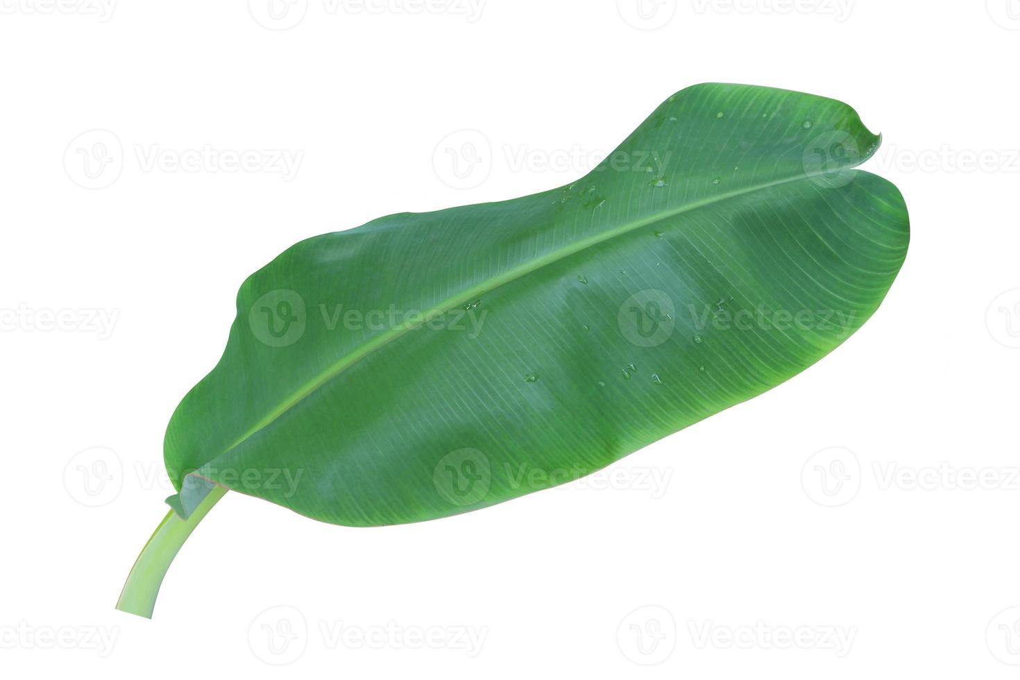 Banana leaf isolated on a white background with clipping path. photo