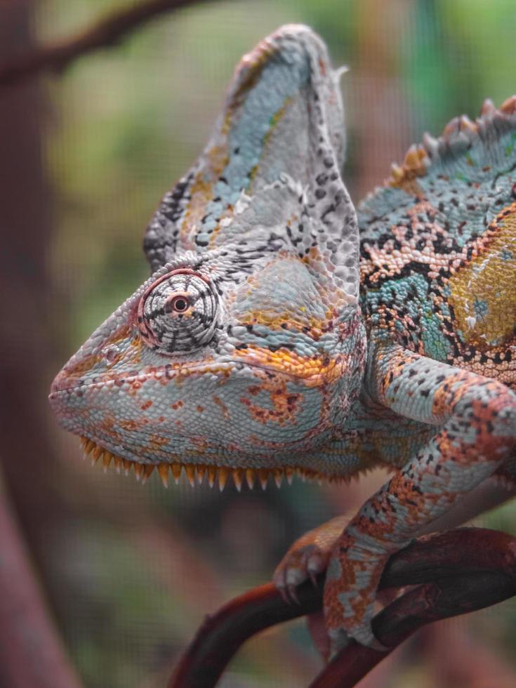 Veiled chameleon in terrarium photo