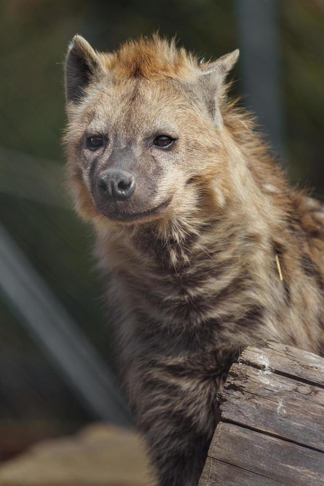 Spotted hyena in zoo photo