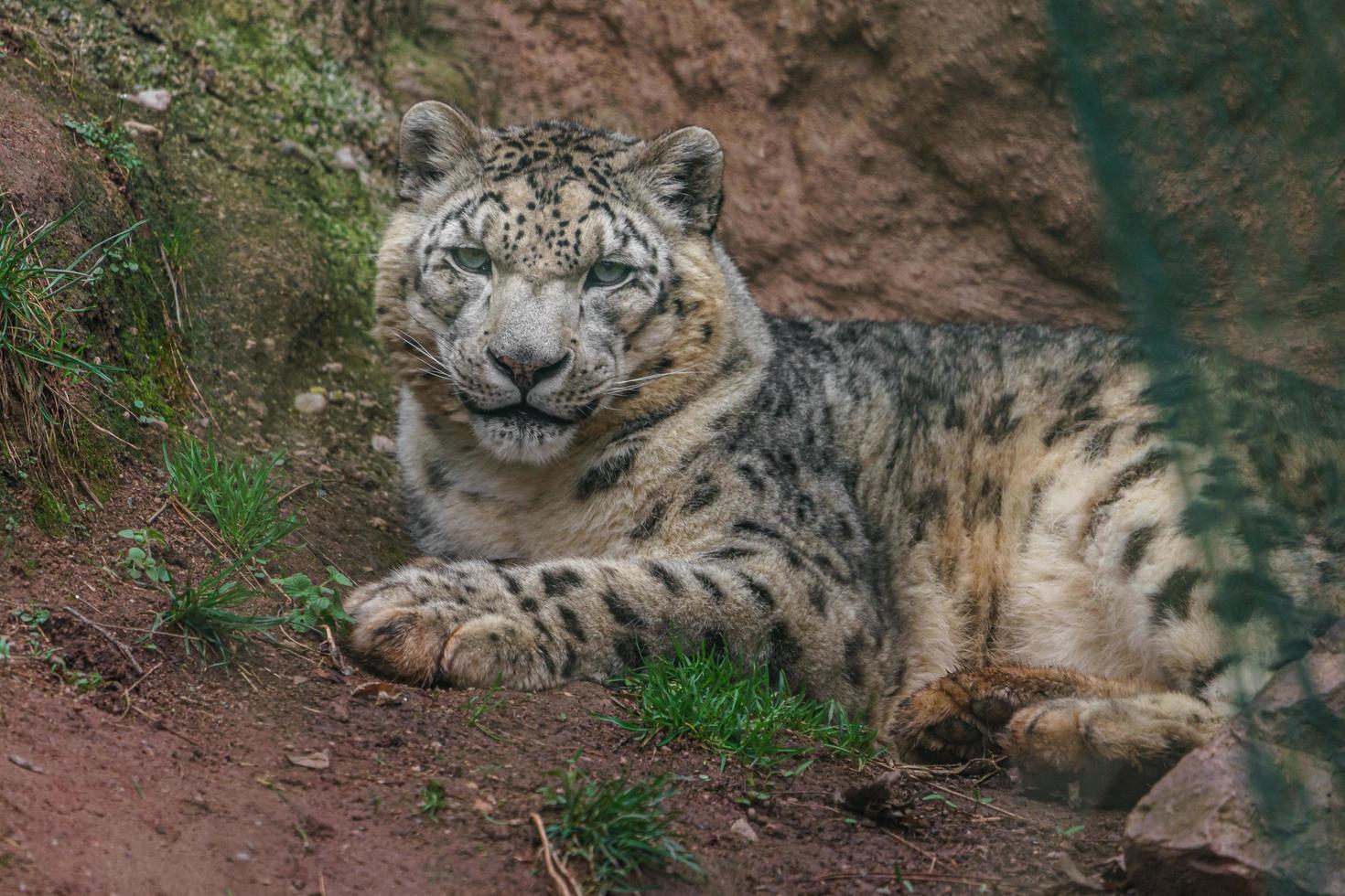 irbis leopardo de las nieves foto