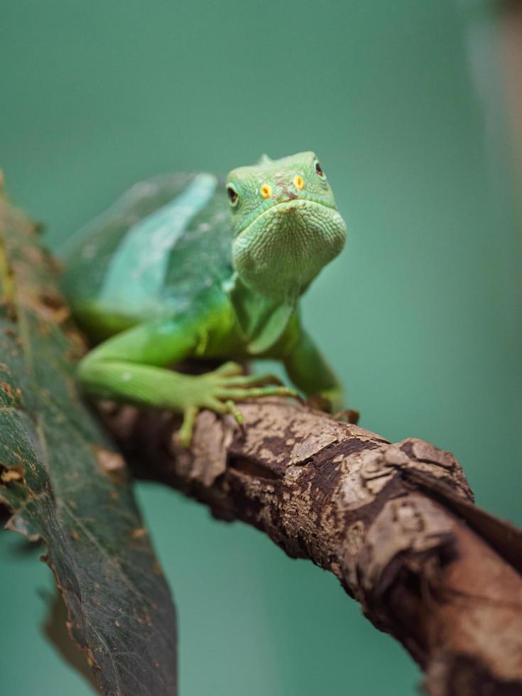 Fiji banded iguana photo