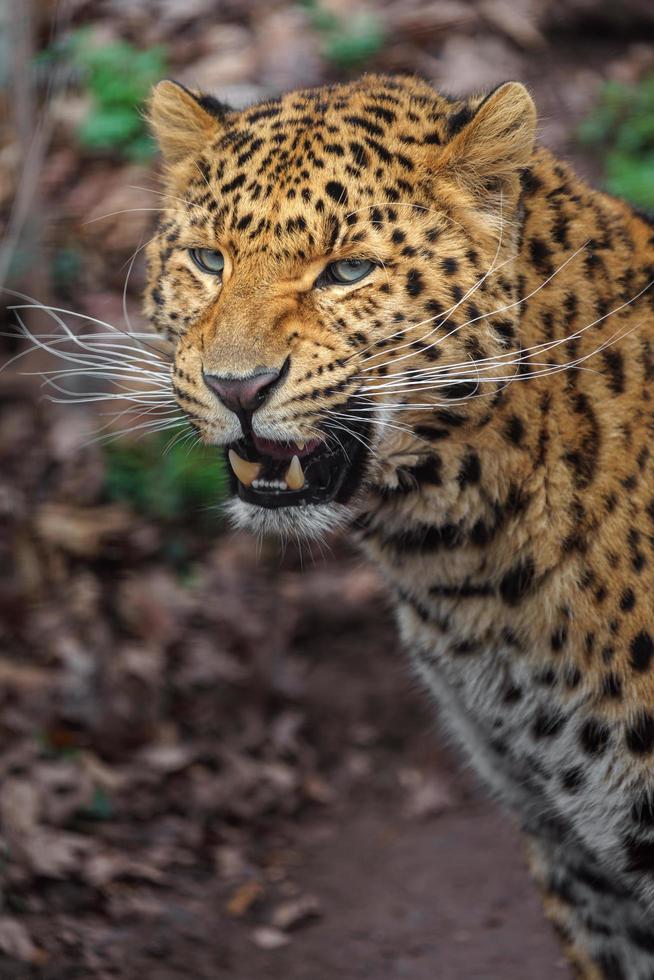 Amur leopard in zoo photo