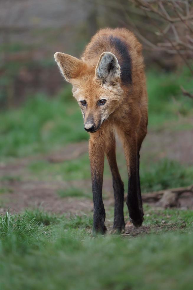 Maned wolf in zoo photo