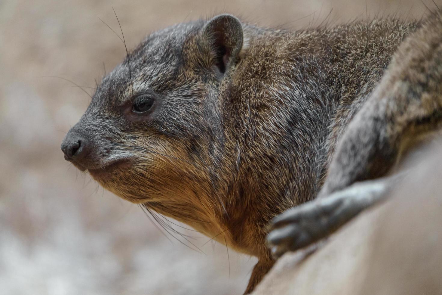 Portrait of Rock hyrax photo