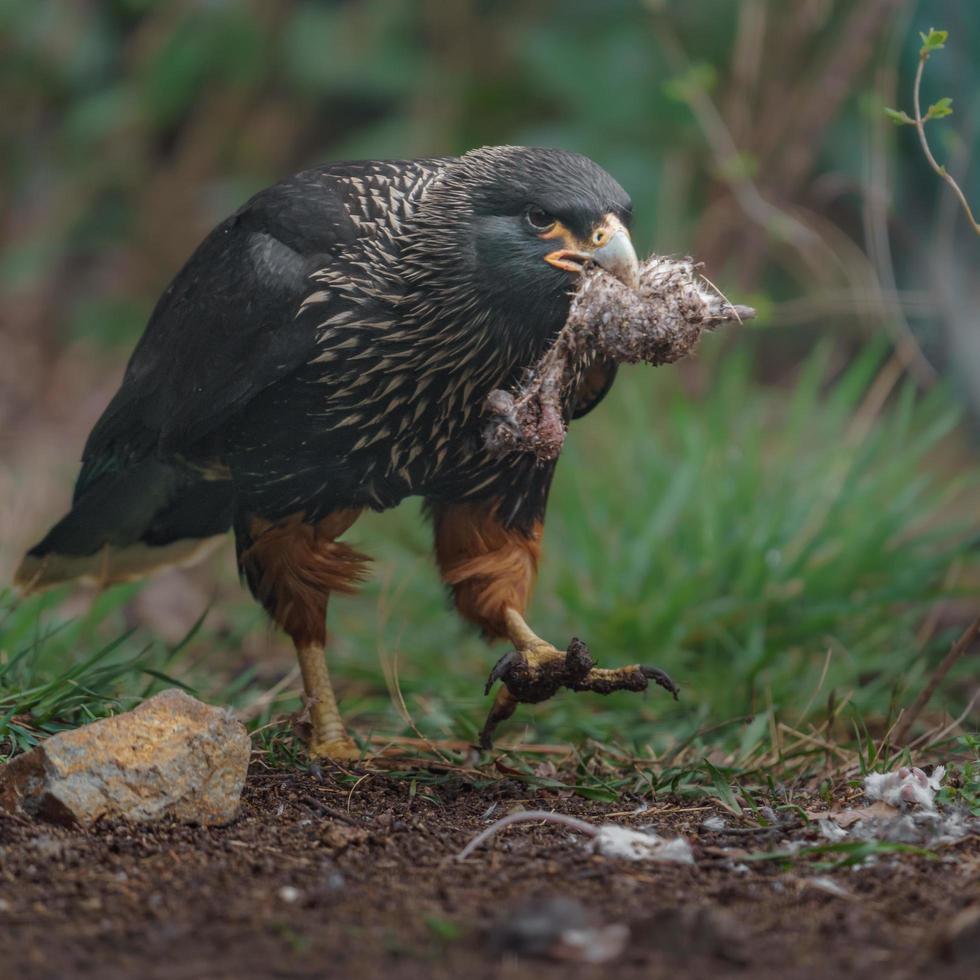 Striated caracara eating mouse photo