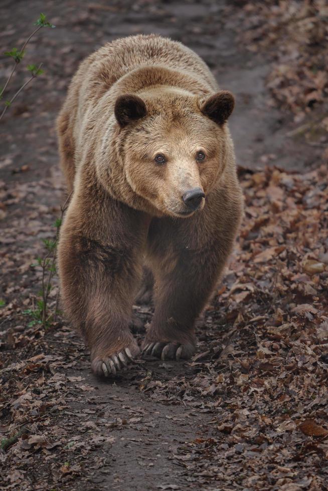 Brown bear in zoo photo