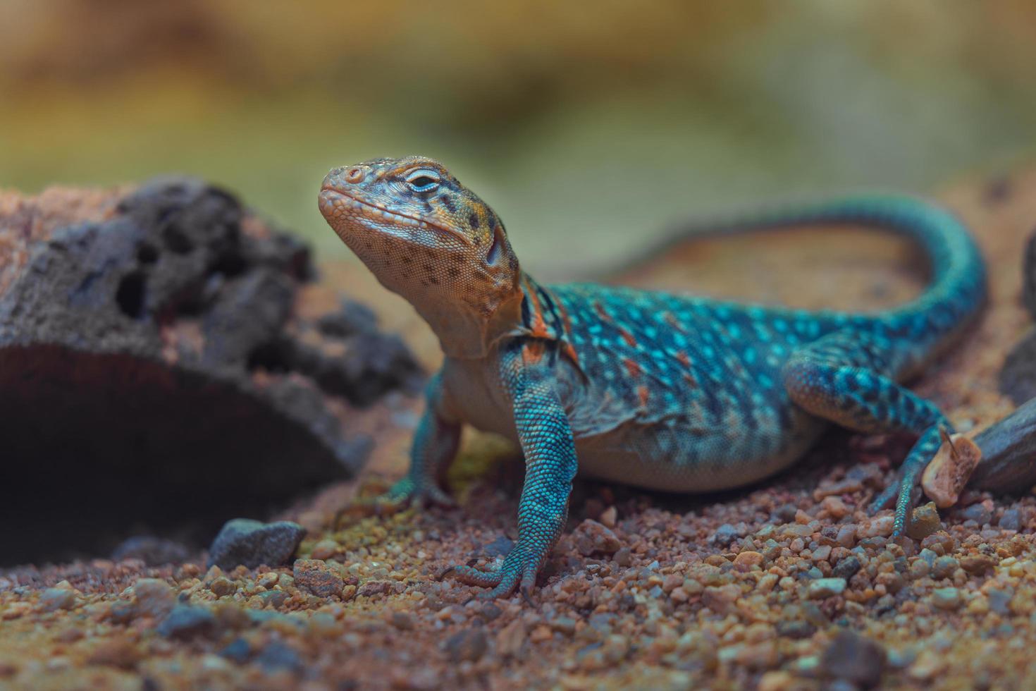 Common collared lizard photo