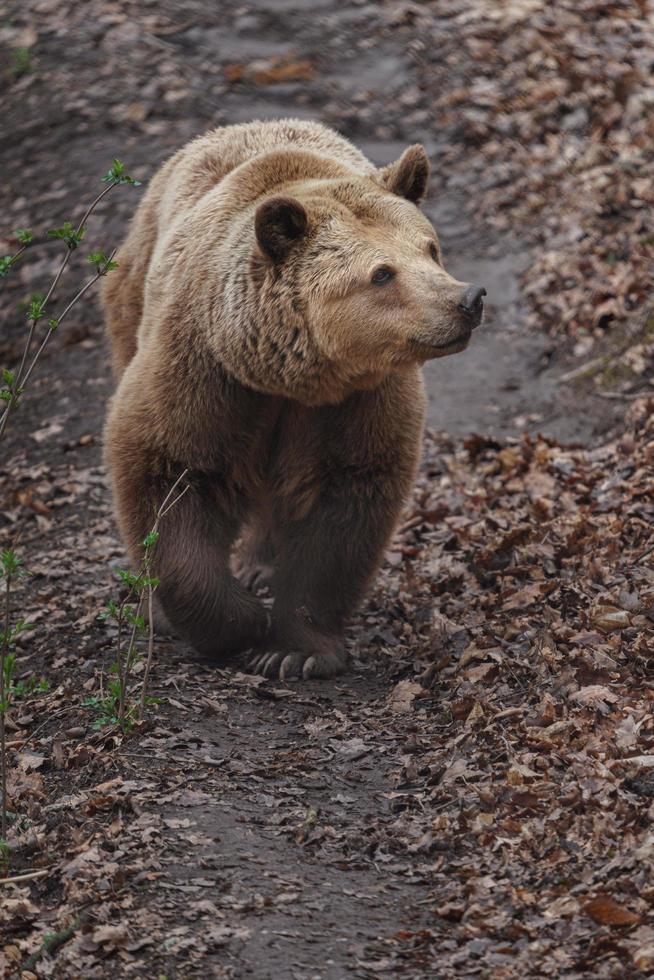 Brown bear in zoo photo