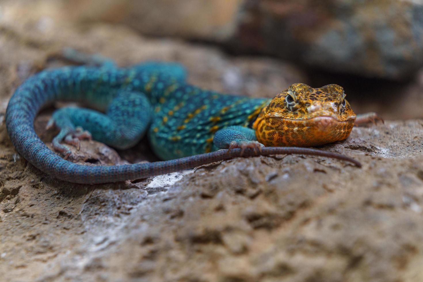 lagarto de collar común foto