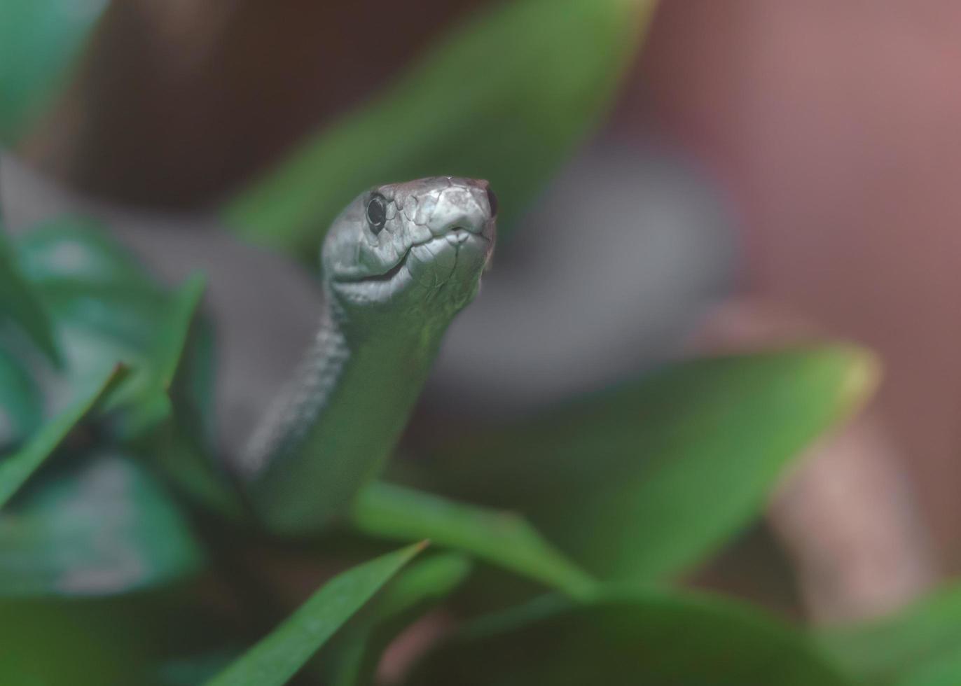 Black mamba in terrarium photo