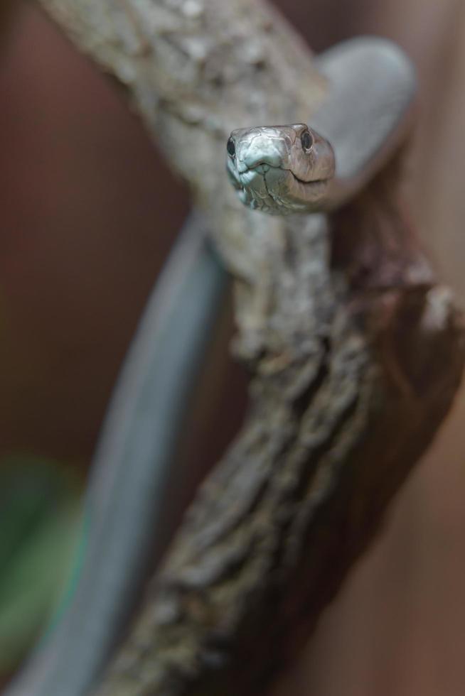 Black mamba in terrarium photo