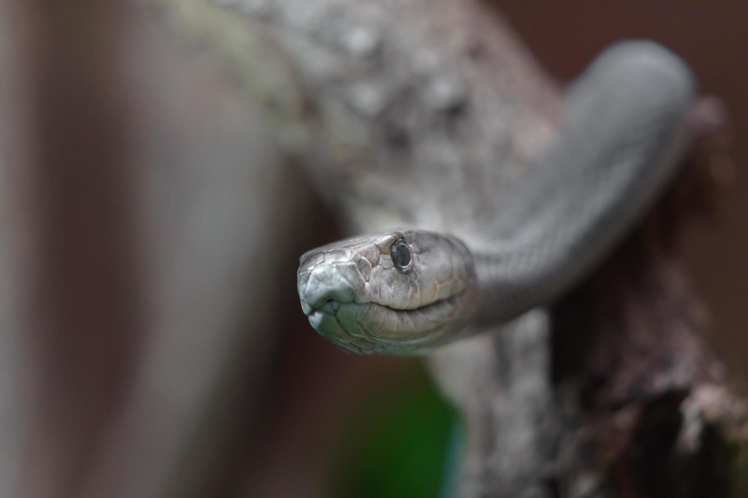 Black mamba in terrarium photo