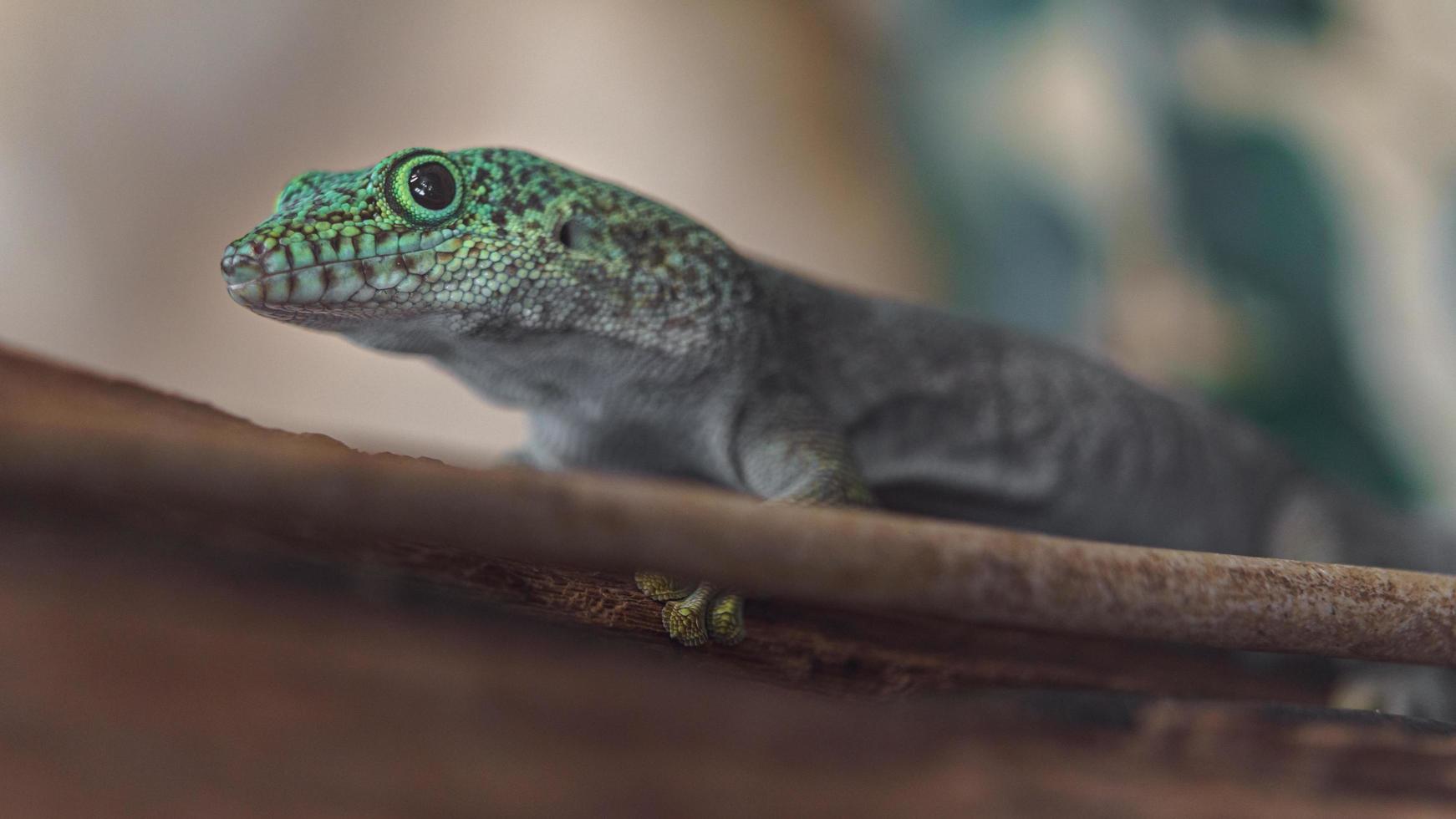 gecko del día de pie foto