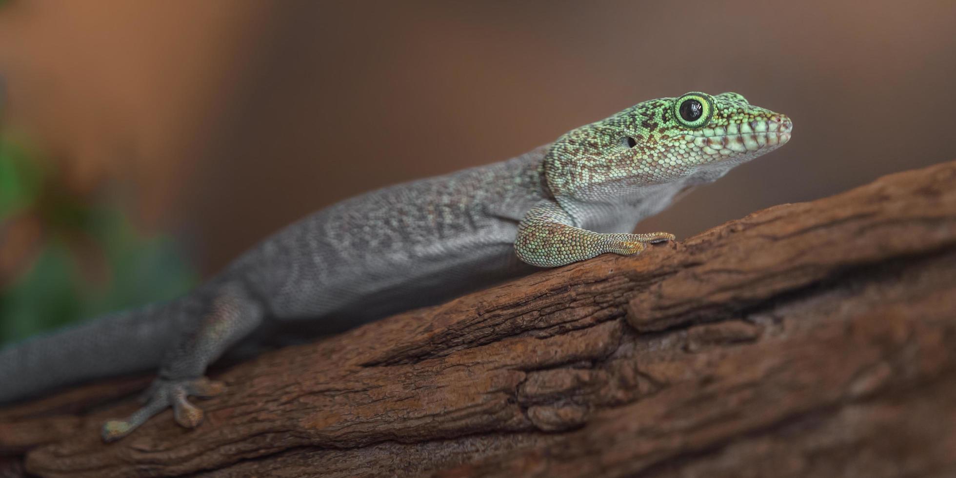 gecko del día de pie foto