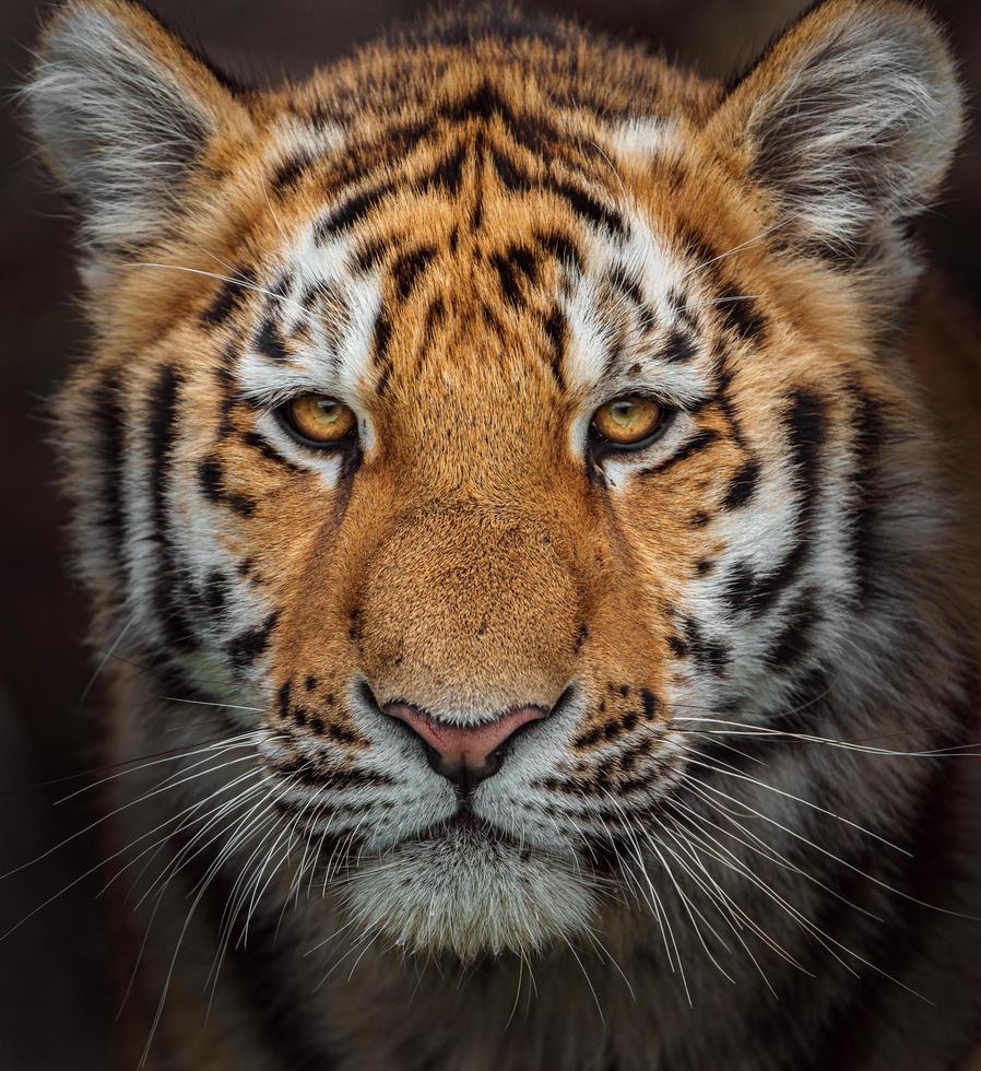 Portrait of Siberian tiger photo