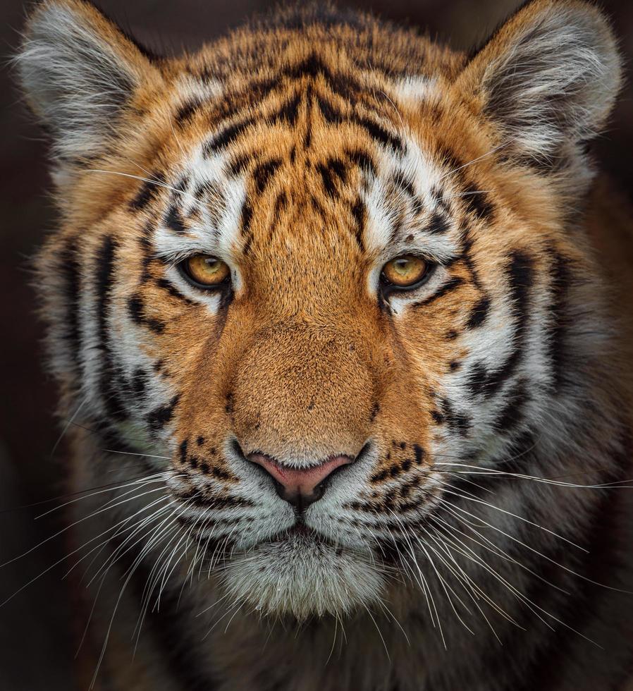 retrato de tigre siberiano foto